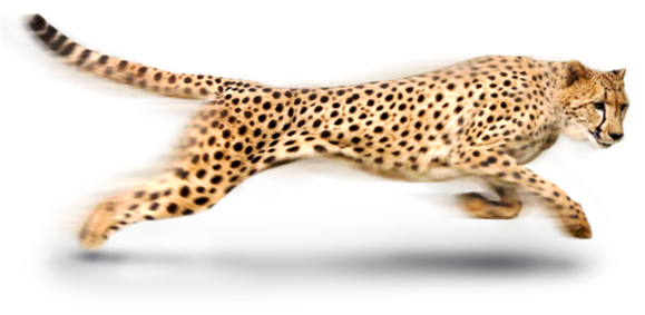 Cheetah